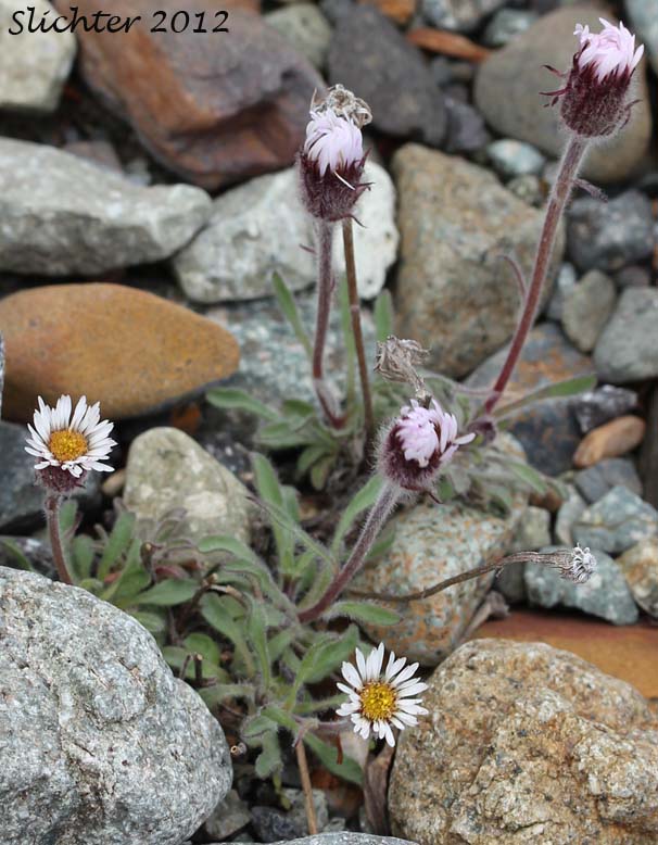 Purple Fleabane: Erigeron purpuratus
