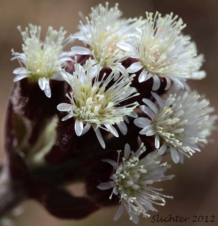Close-up view of the inflorescence of Arctic Sweet Coltsfoot, Arrowleaf Sweet Coltsfoot, Frigid Coltsfoot: Petasites frigidus var. frigidus (Synonyms: Petasites alaskanus, Petasites corymbosus, Petasites frigidus ssp. nivalis, Petasites frigidus var. corymbosus, Petasites frigidus var. hyperboreoides, Petasites frigidus var. nivalis, Petasites gracilis, Petasites hyperboreus, Petasites nivalis, Petasites nivalis ssp. hyperboreus)
