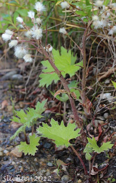 Arctic Sweet Coltsfoot, Arrowleaf Sweet Coltsfoot, Frigid Coltsfoot: Petasites frigidus var. frigidus (Synonyms: Petasites alaskanus, Petasites corymbosus, Petasites frigidus ssp. nivalis, Petasites frigidus var. corymbosus, Petasites frigidus var. hyperboreoides, Petasites frigidus var. nivalis, Petasites gracilis, Petasites hyperboreus, Petasites nivalis, Petasites nivalis ssp. hyperboreus)