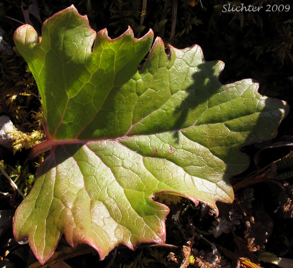 Arctic Sweet Coltsfoot, Arrowleaf Sweet Coltsfoot, Frigid Coltsfoot: Petasites frigidus var. frigidus (Synonyms: Petasites alaskanus, Petasites corymbosus, Petasites frigidus ssp. nivalis, Petasites frigidus var. corymbosus, Petasites frigidus var. hyperboreoides, Petasites frigidus var. nivalis, Petasites gracilis, Petasites hyperboreus, Petasites nivalis, Petasites nivalis ssp. hyperboreus)