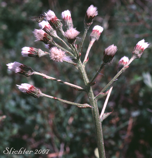 Inflorescence of Arctic Sweet Coltsfoot, Arrowleaf Sweet Coltsfoot, Frigid Coltsfoot: Petasites frigidus var. frigidus (Synonyms: Petasites alaskanus, Petasites corymbosus, Petasites frigidus ssp. nivalis, Petasites frigidus var. corymbosus, Petasites frigidus var. hyperboreoides, Petasites frigidus var. nivalis, Petasites gracilis, Petasites hyperboreus, Petasites nivalis, Petasites nivalis ssp. hyperboreus)