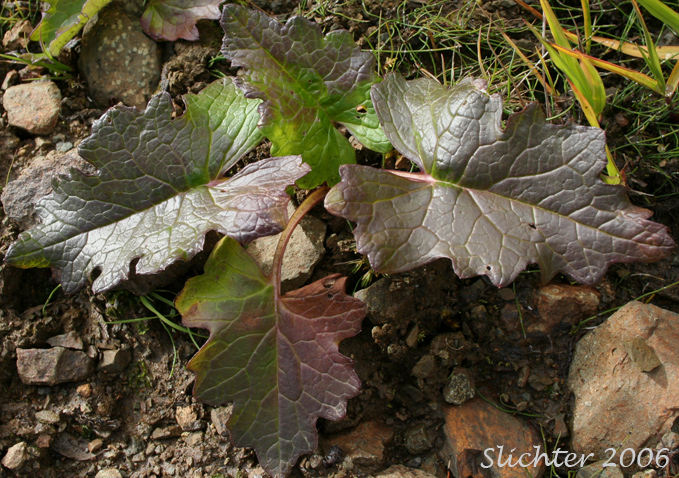 Basal leaves of Arctic Sweet Coltsfoot, Arrowleaf Sweet Coltsfoot, Frigid Coltsfoot: Petasites frigidus var. frigidus (Synonyms: Petasites alaskanus, Petasites corymbosus, Petasites frigidus ssp. nivalis, Petasites frigidus var. corymbosus, Petasites frigidus var. hyperboreoides, Petasites frigidus var. nivalis, Petasites gracilis, Petasites hyperboreus, Petasites nivalis, Petasites nivalis ssp. hyperboreus)