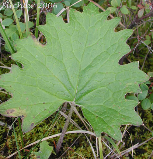 Basal leaf of Arctic Sweet Coltsfoot, Arrowleaf Sweet Coltsfoot, Frigid Coltsfoot: Petasites frigidus var. frigidus (Synonyms: Petasites alaskanus, Petasites corymbosus, Petasites frigidus ssp. nivalis, Petasites frigidus var. corymbosus, Petasites frigidus var. hyperboreoides, Petasites frigidus var. nivalis, Petasites gracilis, Petasites hyperboreus, Petasites nivalis, Petasites nivalis ssp. hyperboreus)