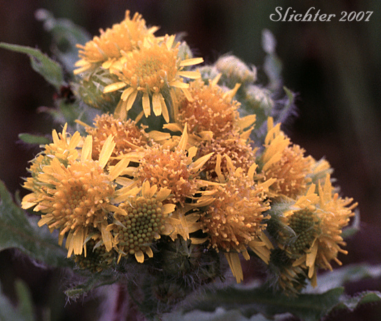 Flower heads of Clustered Marsh Ragwort, Marsh Fleabane, Mastodon Flower: Tephroseris palustris (Synonyms: Othonna palustris, Senecio arcticus, Senecio congestus, Senecio congestus var. laceratus, Senecio congestus var. palustris, Senecio congestus var. tonsus, Senecio tubicaulis, Tephroseris palustris ssp. congesta)