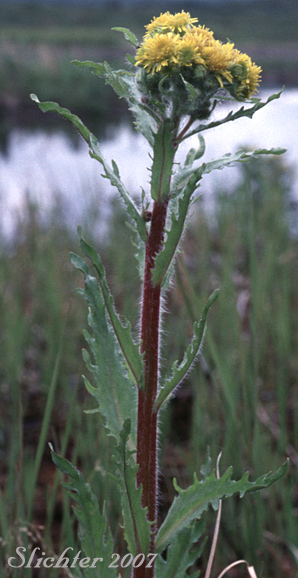 Upper stem leaves and inflorescence of Clustered Marsh Ragwort, Marsh Fleabane, Mastodon Flower: Tephroseris palustris (Synonyms: Othonna palustris, Senecio arcticus, Senecio congestus, Senecio congestus var. laceratus, Senecio congestus var. palustris, Senecio congestus var. tonsus, Senecio tubicaulis, Tephroseris palustris ssp. congesta)