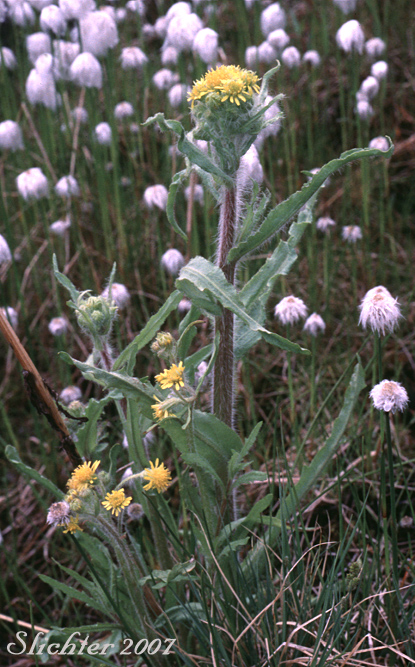 Clustered Marsh Ragwort, Marsh Fleabane, Mastodon Flower: Tephroseris palustris (Synonyms: Othonna palustris, Senecio arcticus, Senecio congestus, Senecio congestus var. laceratus, Senecio congestus var. palustris, Senecio congestus var. tonsus, Senecio tubicaulis, Tephroseris palustris ssp. congesta)