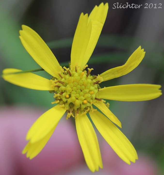 Flower head of Arctic Butterweed, Purple-haired Groundsel: Tephroseris frigida (Synonyms: Cineraria frigida, Senecio atropurpureus ssp. frigidus, Senecio atropurpureus ssp. ulmeri, Senecio frigidus, Tephroseris atropurpurea ssp. fridida)