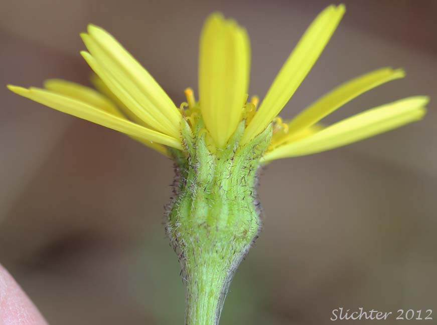 Involucral bracts of Arctic Butterweed, Purple-haired Groundsel: Tephroseris frigida (Synonyms: Cineraria frigida, Senecio atropurpureus ssp. frigidus, Senecio atropurpureus ssp. ulmeri, Senecio frigidus, Tephroseris atropurpurea ssp. fridida)