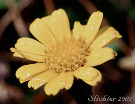 Flower head of Arctic Butterweed, Kjellman's Groundsel: Tephroseris kjellmanii (Synonym: Senecio atropurpureus ssp. tomentosa)