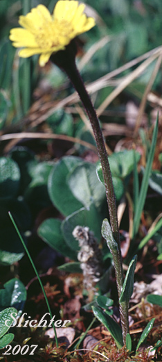 Arctic Butterweed, Kjellman's Groundsel: Tephroseris kjellmanii (Synonym: Senecio atropurpureus ssp. tomentosa)