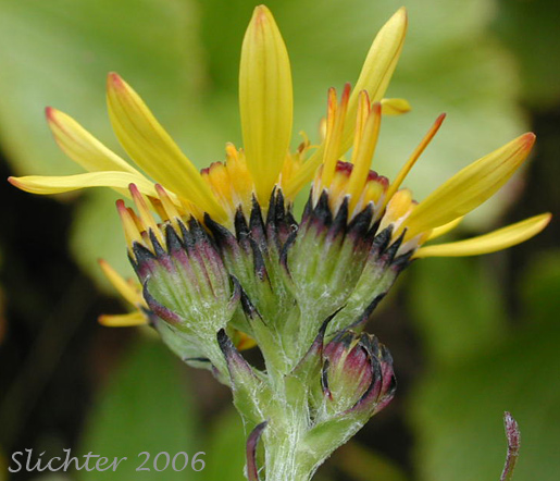 Involucral bracts of Small Blacktip Ragwort, Black-tipped Groundsel: Senecio lugens (Synonym: Senecio integerrimus var. lugens)