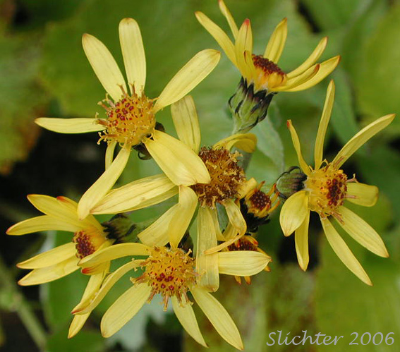 Small Blacktip Ragwort, Black-tipped Groundsel: Senecio lugens (Synonym: Senecio integerrimus var. lugens)