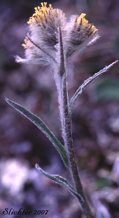 Upper stem leaves and inflorescence of Yukon Groundsel: Tephroseris yukonensis (Synonyms: Senecio alaskanus, Senecio yukonensis)