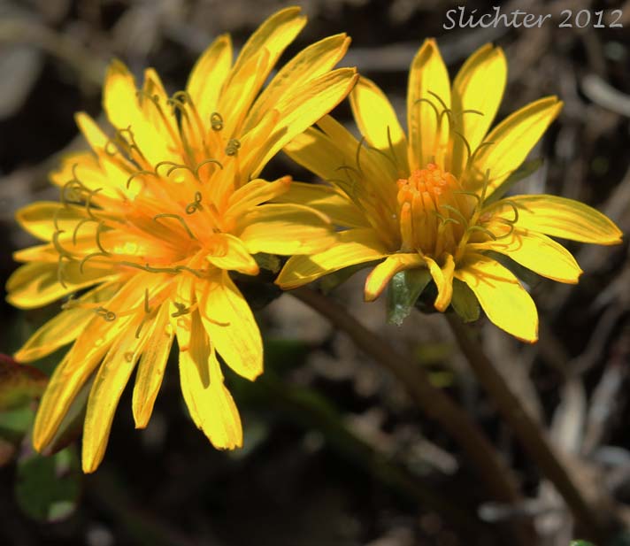 Flower heads of Alaska Dandelion, Kamchatka Dendelion, Northern Dandelion: Taraxacum alaskanum (Synonyms: Taraxacum kamtschaticum, Taraxacum pseudokamtscahticum)