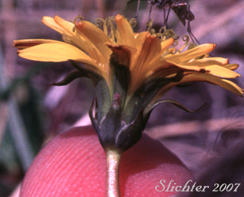 Involucral bracts of Alaska Dandelion, Kamchatka Dendelion, Northern Dandelion: Taraxacum alaskanum (Synonyms: Taraxacum kamtschaticum, Taraxacum pseudokamtscahticum)
