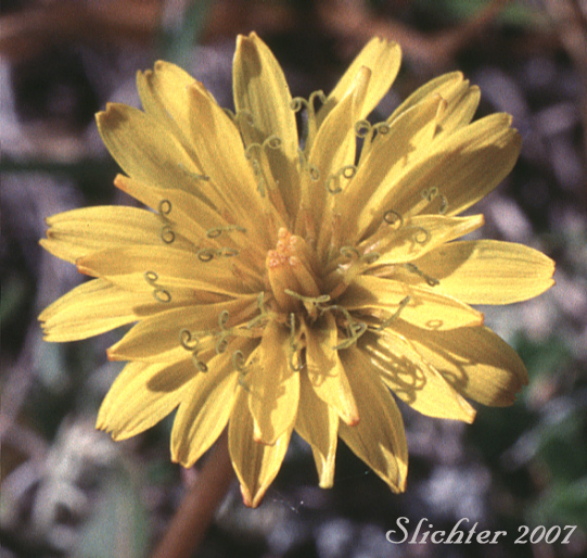 Flower head of Alaska Dandelion, Kamchatka Dendelion, Northern Dandelion: Taraxacum alaskanum (Synonyms: Taraxacum kamtschaticum, Taraxacum pseudokamtscahticum)