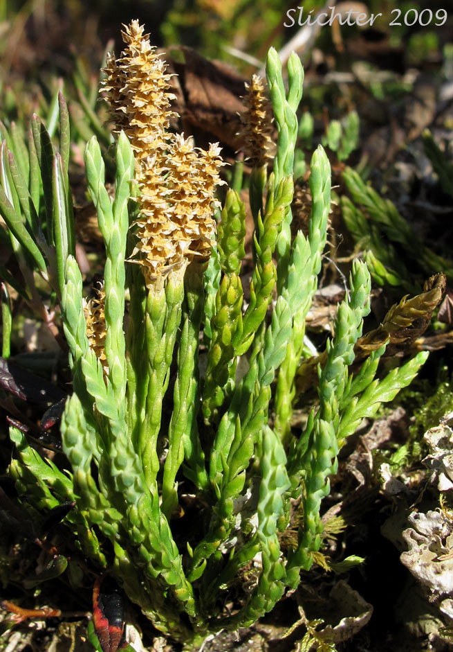 Alpine Club Moss: Lycopodium alpinum (Synonyms: Diphasiastrum alpinum, Diphasium alpinum)
