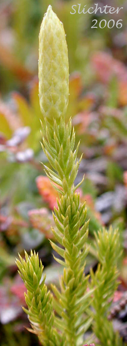 Bristly Clubmoss, Common Club Moss, Stiff Clubmoss: Lycopodium annotinum (Synonyms: Lycopodium annotinum ssp. alpestre, Lycopodium annotinum ssp. pungens, Lycopodium annotinum var. acrifolium, Lycopodium annotinum var. alpestre, Lycopodium annotinum var. pungens, Lycopodium dubium)