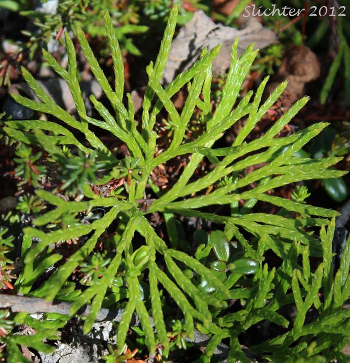 Creeping Jenny, Christmas Greens, Groundcedar, Northern Ground Cedar: Lycopodium complanatum (Synonyms: Diphasiastrum complanatum, Diphasium anceps, Diphasium complanatum, Diphasium complanatum ssp. montellii, Diphasium wallrothii, Lycopodium anceps, Lycopodium complanatum ssp. anceps, Lycopodium complanatum var. canadense)