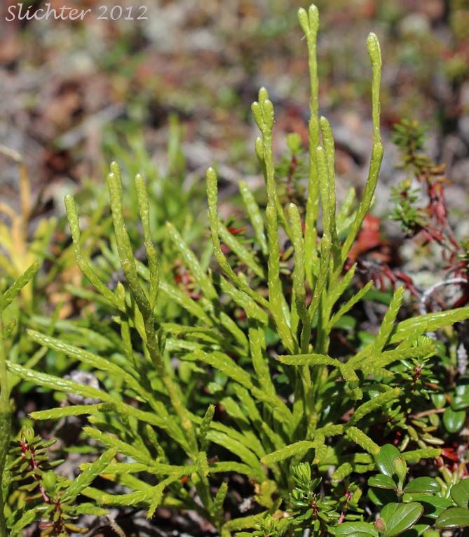 Creeping Jenny, Christmas Greens, Groundcedar, Northern Ground Cedar: Lycopodium complanatum (Synonyms: Diphasiastrum complanatum, Diphasium anceps, Diphasium complanatum, Diphasium complanatum ssp. montellii, Diphasium wallrothii, Lycopodium anceps, Lycopodium complanatum ssp. anceps, Lycopodium complanatum var. canadense)