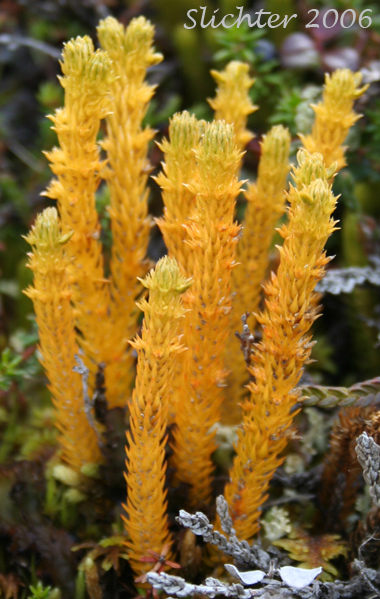 Pacific Clubmoss, Pacific Fir Moss: Huperzia haleakalae (Synonyms: Lycopodium haleakalae, Urostachys haleakalae)