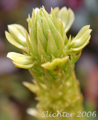 Pacific Clubmoss, Pacific Fir Moss: Huperzia haleakalae (Synonyms: Lycopodium haleakalae, Urostachys haleakalae)