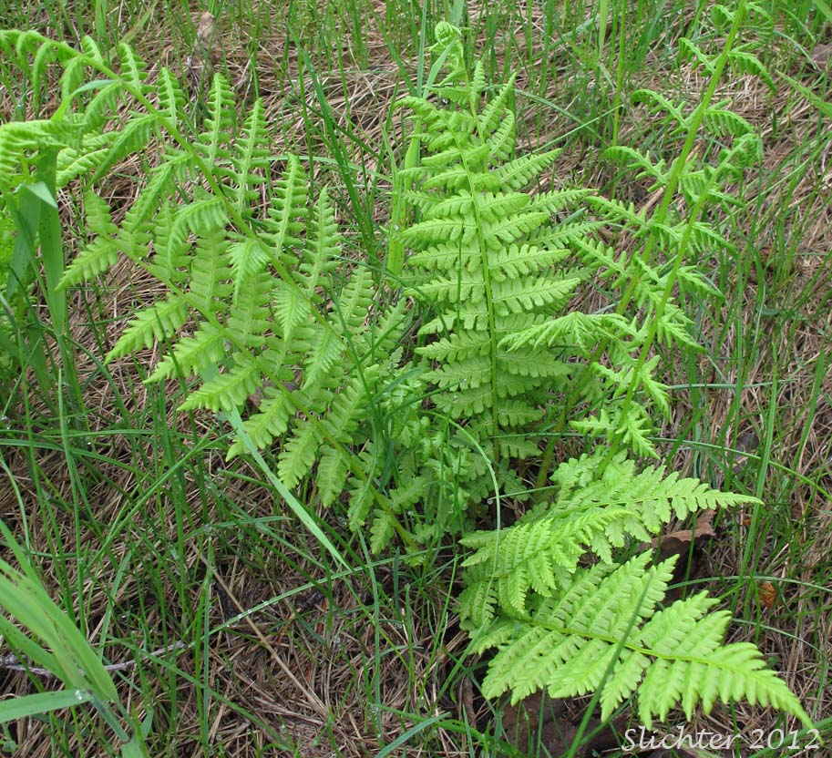 Common Ladyfern, Northwestern Ladyfern, Northwestern Lady Fern: Athyrium filix-femina var. cyclosorum (Synonym: Athryium filix-femina ssp. cyclosorum)