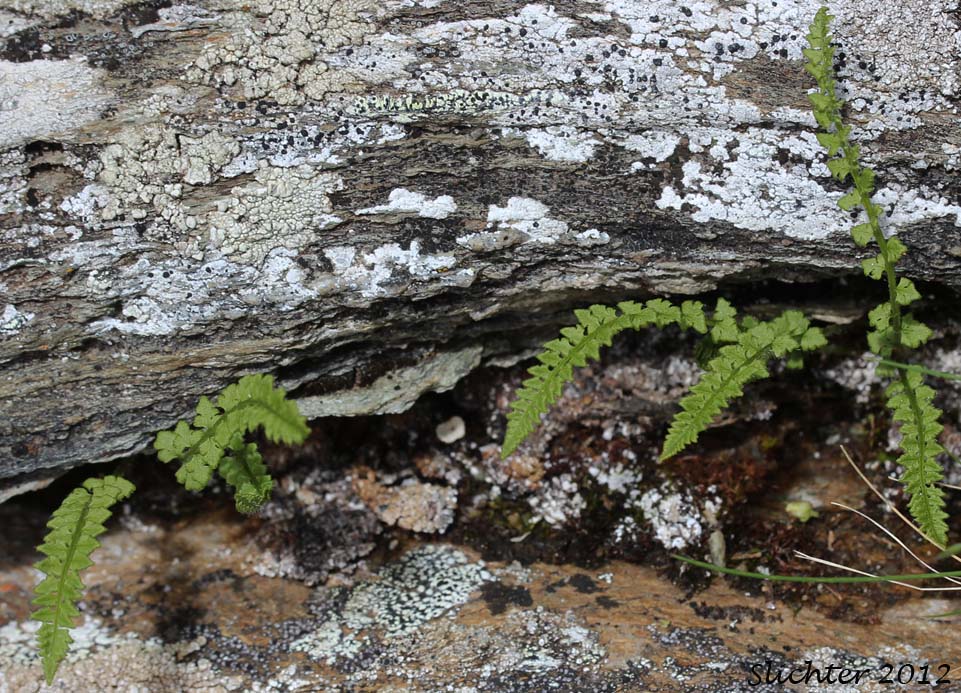 Smooth Cliff Fern, Smooth Woodsia: Woodsia glabella (Synonyms: Woodsia alpina var. glabella, Woodsia hyperborea var. glabella)