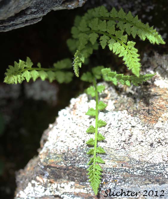 Smooth Cliff Fern, Smooth Woodsia: Woodsia glabella (Synonyms: Woodsia alpina var. glabella, Woodsia hyperborea var. glabella)