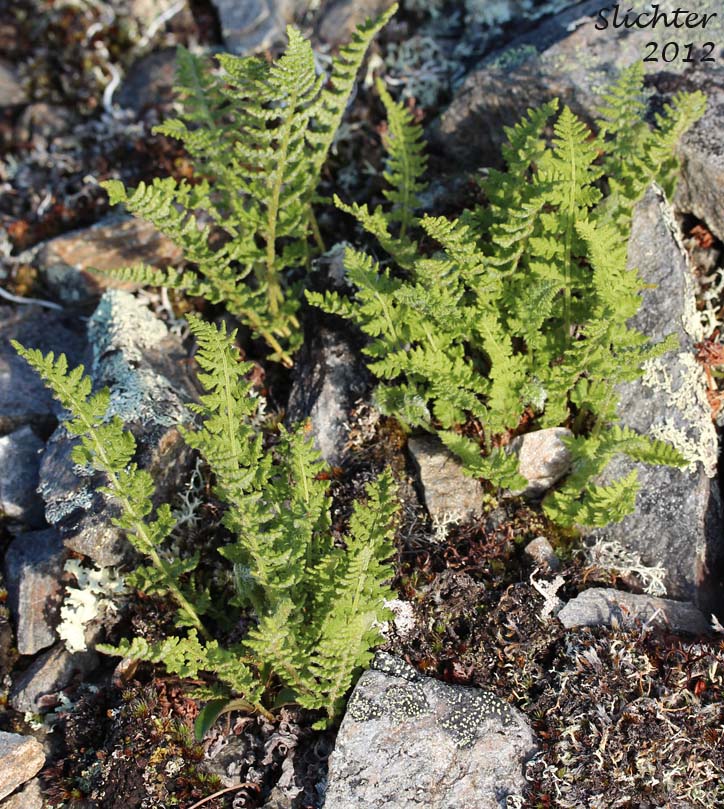 Rusty Cliff Fern, Rusty Woodsia: Woodsia ilvensis (Synonym: Acrostichum ilvense)