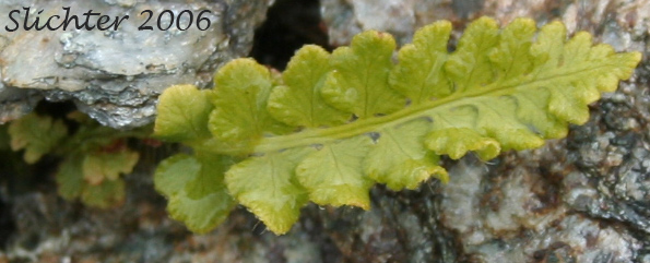 Rusty Cliff Fern, Rusty Woodsia: Woodsia ilvensis (Synonym: Acrostichum ilvense)