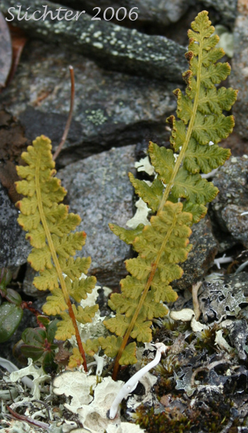 Rusty Cliff Fern, Rusty Woodsia: Woodsia ilvensis (Synonym: Acrostichum ilvense)