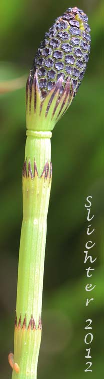 River Horsetail, Swamp Horsetail, Water Horsetail: Equisetum fluviatile (Synonyms: Equisetum fluviatile var. limosum, Equisetum limosum)