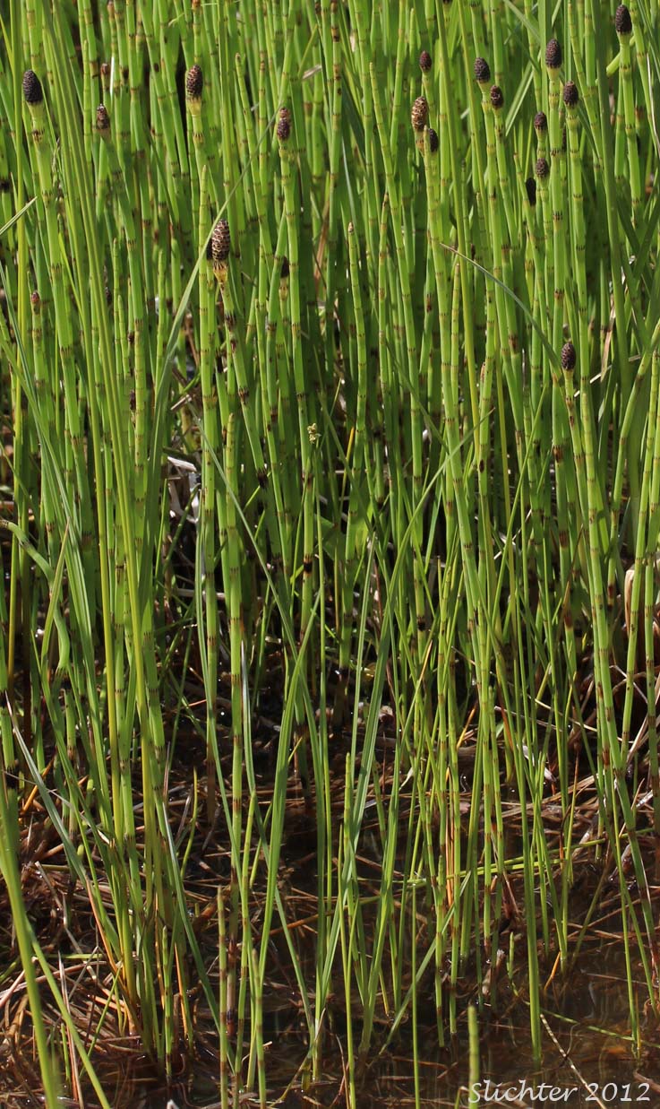 River Horsetail, Swamp Horsetail, Water Horsetail: Equisetum fluviatile (Synonyms: Equisetum fluviatile var. limosum, Equisetum limosum)