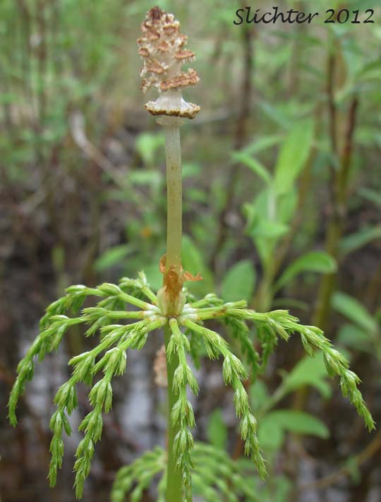 Wood Horsetail, Woodland Horsetail: Equisetum sylvaticum (Synonyms: Equisetum sylvaticum var. multiramosum, Equisetum sylvaticum var. pauciramosum)