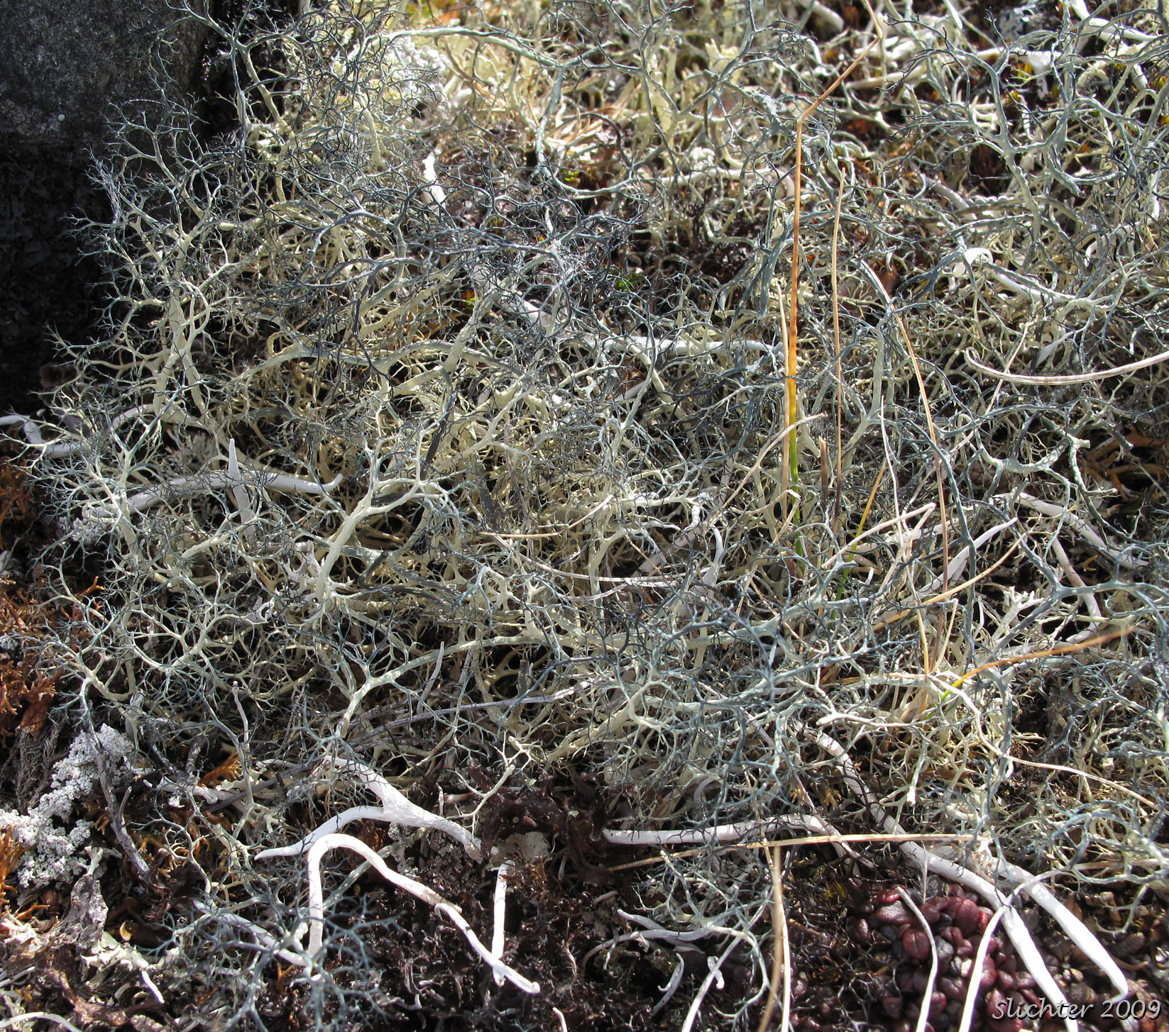 Witchs' Hair Lichen: Alectoria ochroleuca ?<