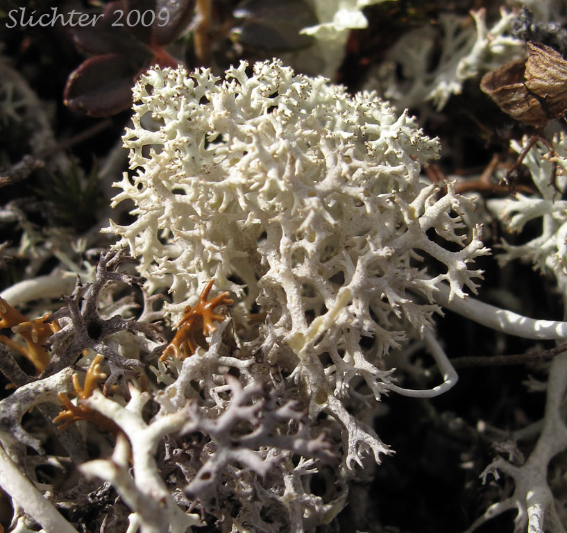 Caribou Lichen, Star Reindeer Lichen, Star-tipped Reindeer Lichen: Cladonia stellaris (Synonyms: Cladina alpestris, Cladina stellaris, Cladonia alpestris)