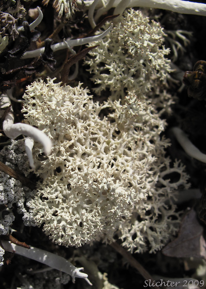 Caribou Lichen, Star Reindeer Lichen, Star-tipped Reindeer Lichen: Cladonia stellaris (Synonyms: Cladina alpestris, Cladina stellaris, Cladonia alpestris)