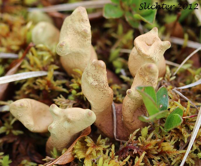 Arctic Dactylina Lichen, Arctic Finger Lichen, Baby Fingers, Dead Man Fingers: Dactylina arctica