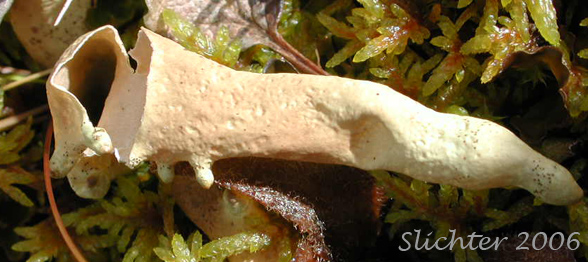 Arctic Dactylina Lichen, Arctic Finger Lichen, Baby Fingers, Dead Man Fingers: Dactylina arctica