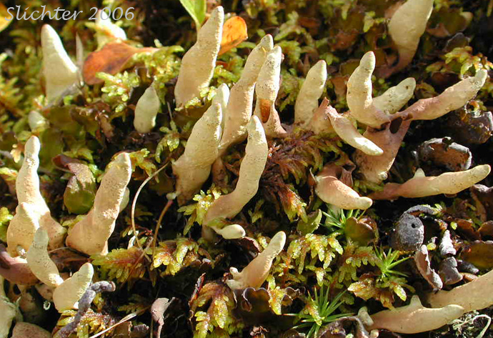 Arctic Dactylina Lichen, Arctic Finger Lichen, Baby Fingers, Dead Man Fingers: Dactylina arctica