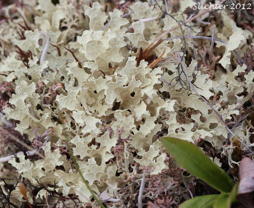Snow Lichen: Flavocetraria nivalis (Synonyms: Allocetraria nivalis, Cetraria nivalis)