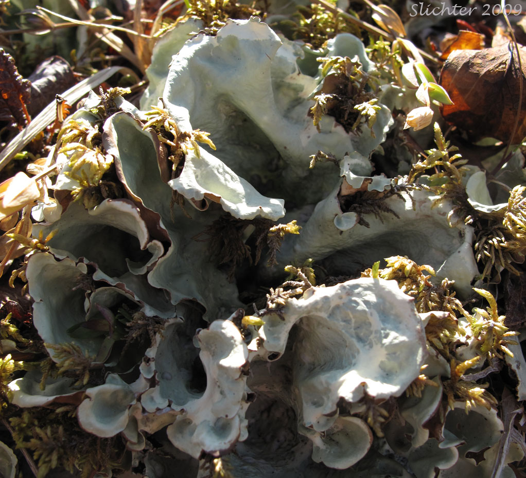Arctic Kidney Lichen, Green Kidney: Nephroma arcticum