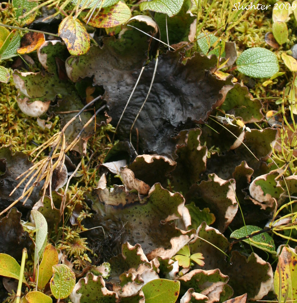 British Felt Lichen: Peltigera britannica ? orFreckled Pelt: Peltigera aphthosa ?