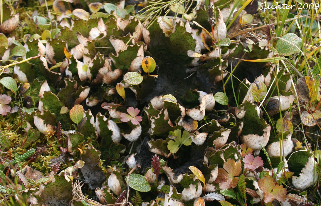 British Felt Lichen: Peltigera britannica ? orFreckled Pelt: Peltigera aphthosa ?