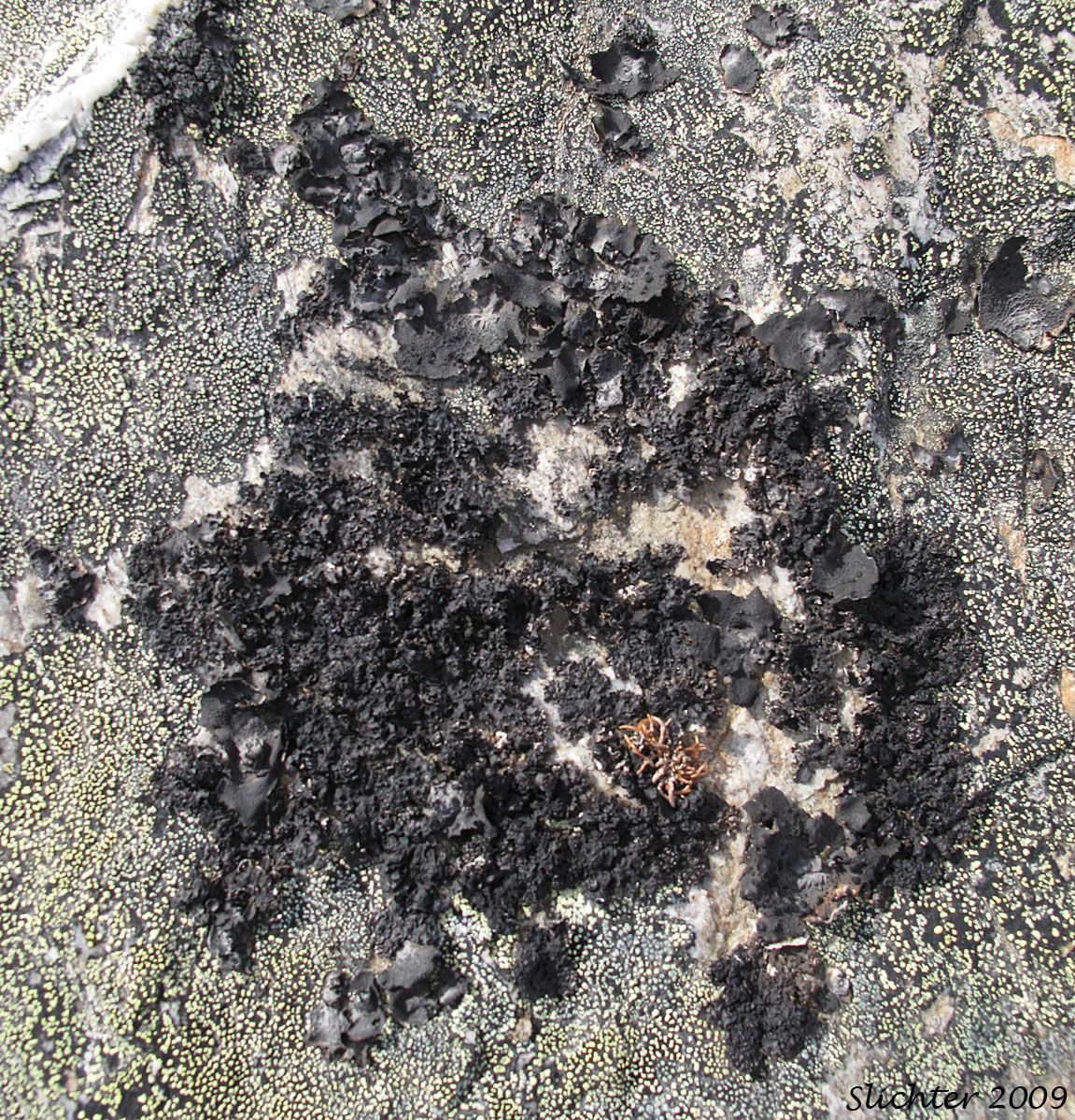 Rhizocarpon geographicum ? and Umbilicaria hyperborea ?
