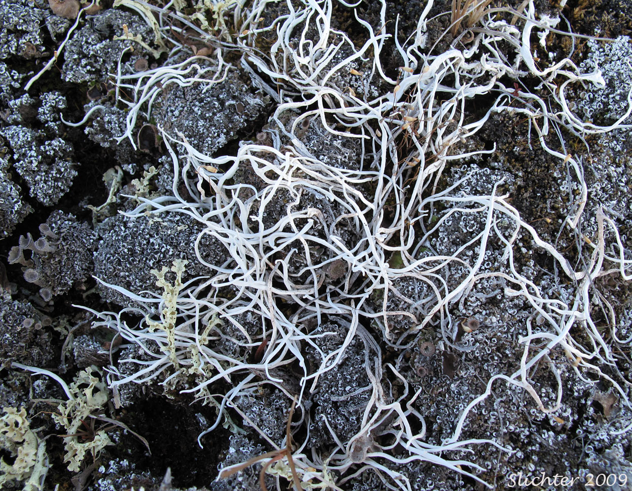 Rockworm Lichen, Whiteworm Lichen: Thamnolia vermicularis