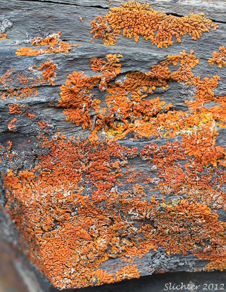 Elegant Orange Wall Lichen, Elegant Sunburst Lichen: Xanthoria elegans var. splendens (Synonymn: Caloplaca splendens) (Teloschistaceae)