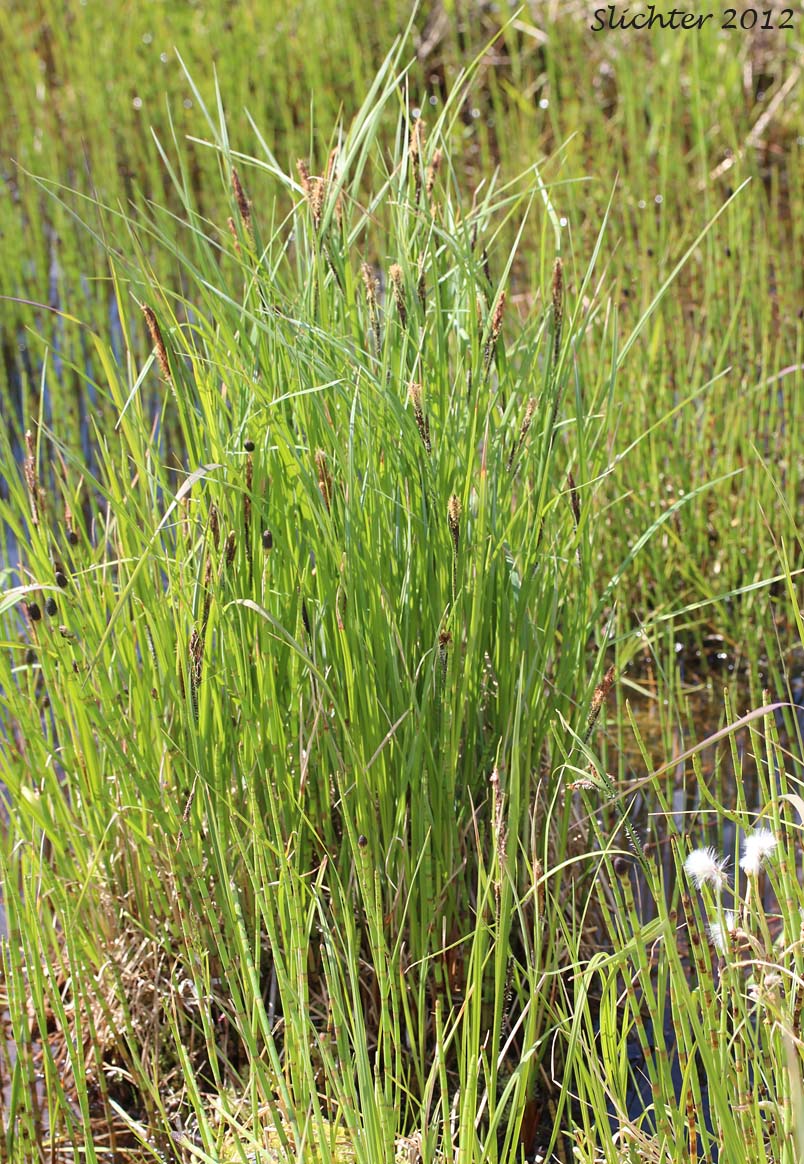 Water Sedge: Carex aquatilis var. aquatilis (Synonyms: Carex acutinella, Carex aquatilis ssp. altior, Carex aquatilis var. altior, Carex aquatilis var. substricta, Carex interimus, Carex pachystoma, Carex substricta, Carex suksdorfii, Carex variabilis)