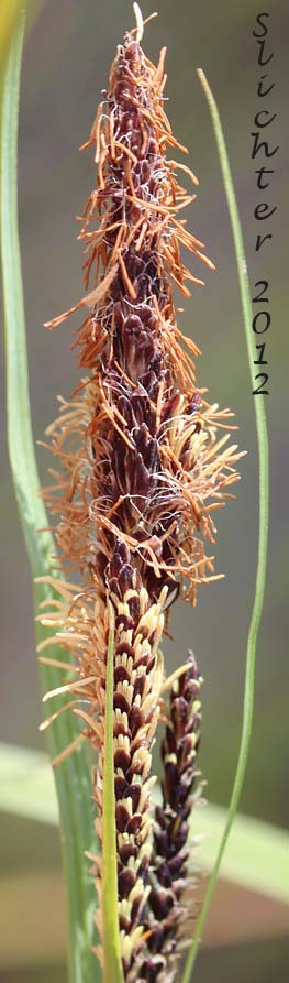 Close-up of the terminal male spike and lateral female spike of Water Sedge: Carex aquatilis var. aquatilis (Synonyms: Carex acutinella, Carex aquatilis ssp. altior, Carex aquatilis var. altior, Carex aquatilis var. substricta, Carex interimus, Carex pachystoma, Carex substricta, Carex suksdorfii, Carex variabilis)